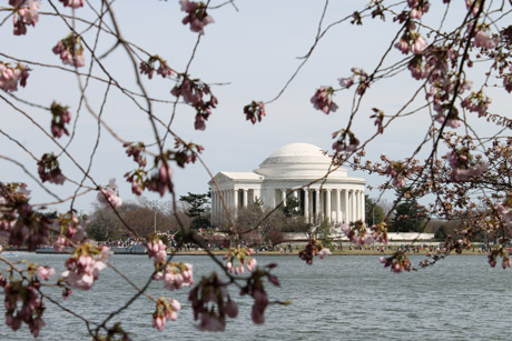 Jefferson Memorial cherry blossoms