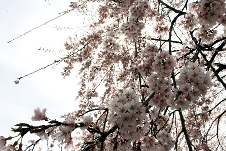 Cherry blossoms