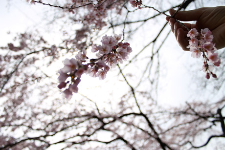 Cherry blossoms