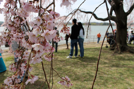 Crowd cherry blossoms