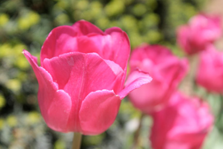 Capitol tulips