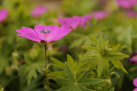 Cathedral garden flower