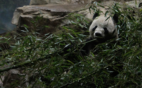 Male giant panda in DC