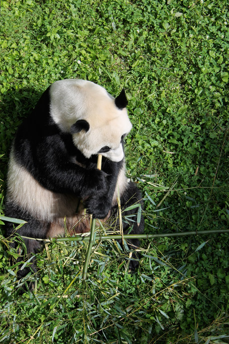 Giant panda in DC