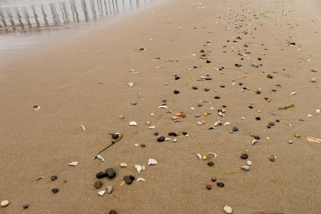 Shells Ocean City