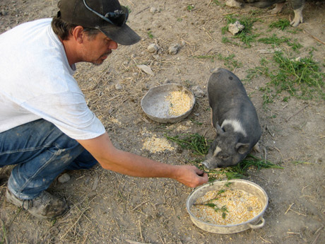 Dad feeding pigs