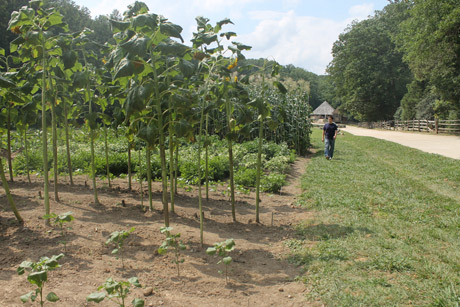 Mount Vernon farm