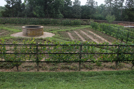 Mount Vernon garden