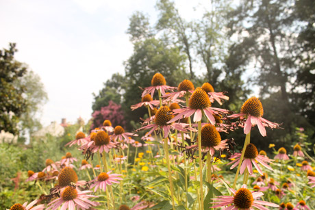 Mount Vernon flower garden