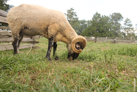 Mount Vernon farm