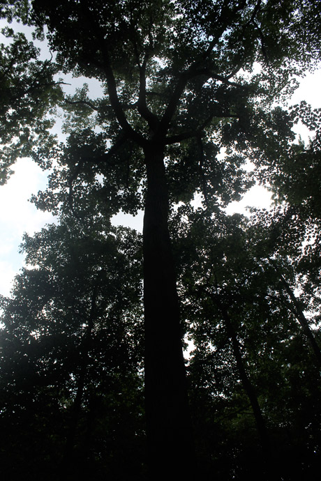 Mount Vernon tree