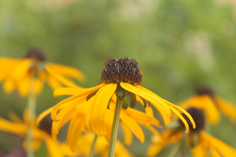 Mount Vernon flower garden