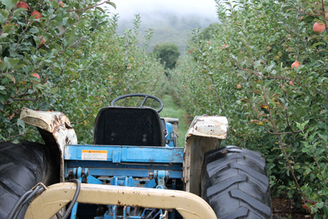 Chiles Peach Orchard