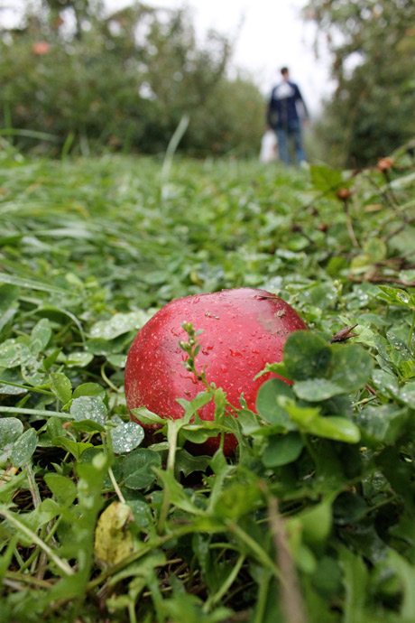 Chiles Peach Orchard