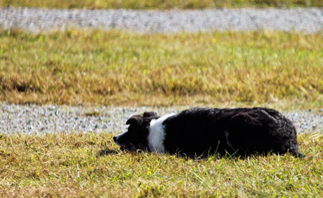 Sheep dog herding