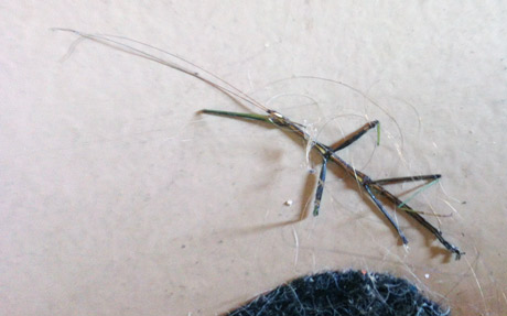 Stick insect