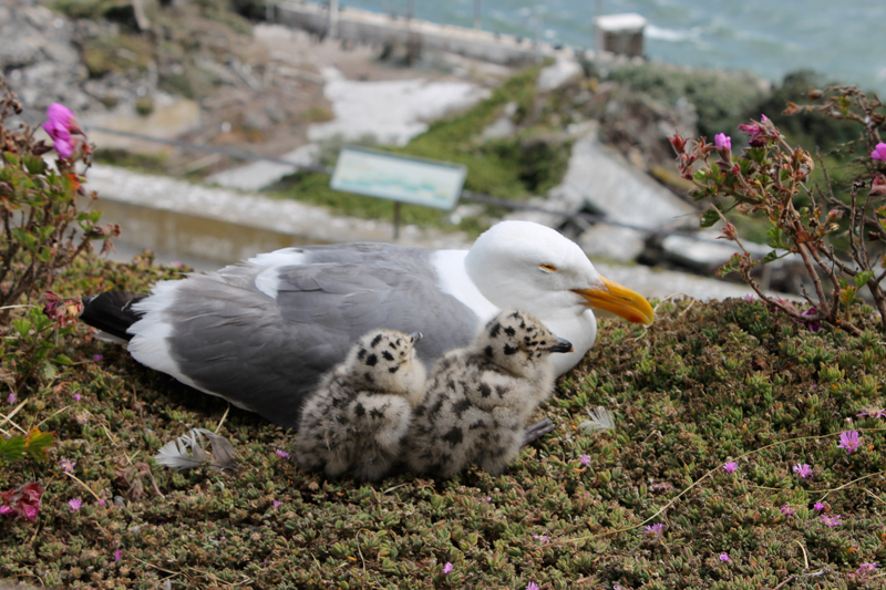 Alcatraz Island