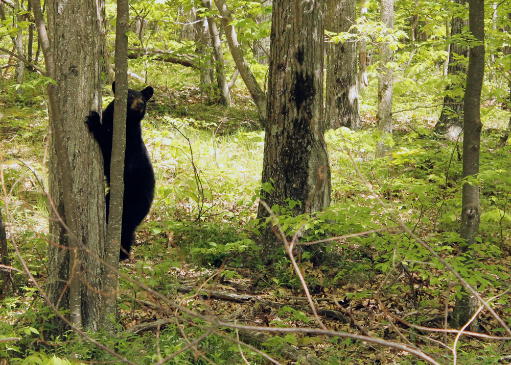 national_park_bear