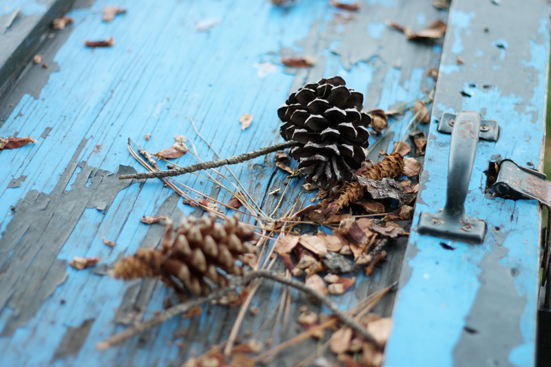 Nature Walk at the Park