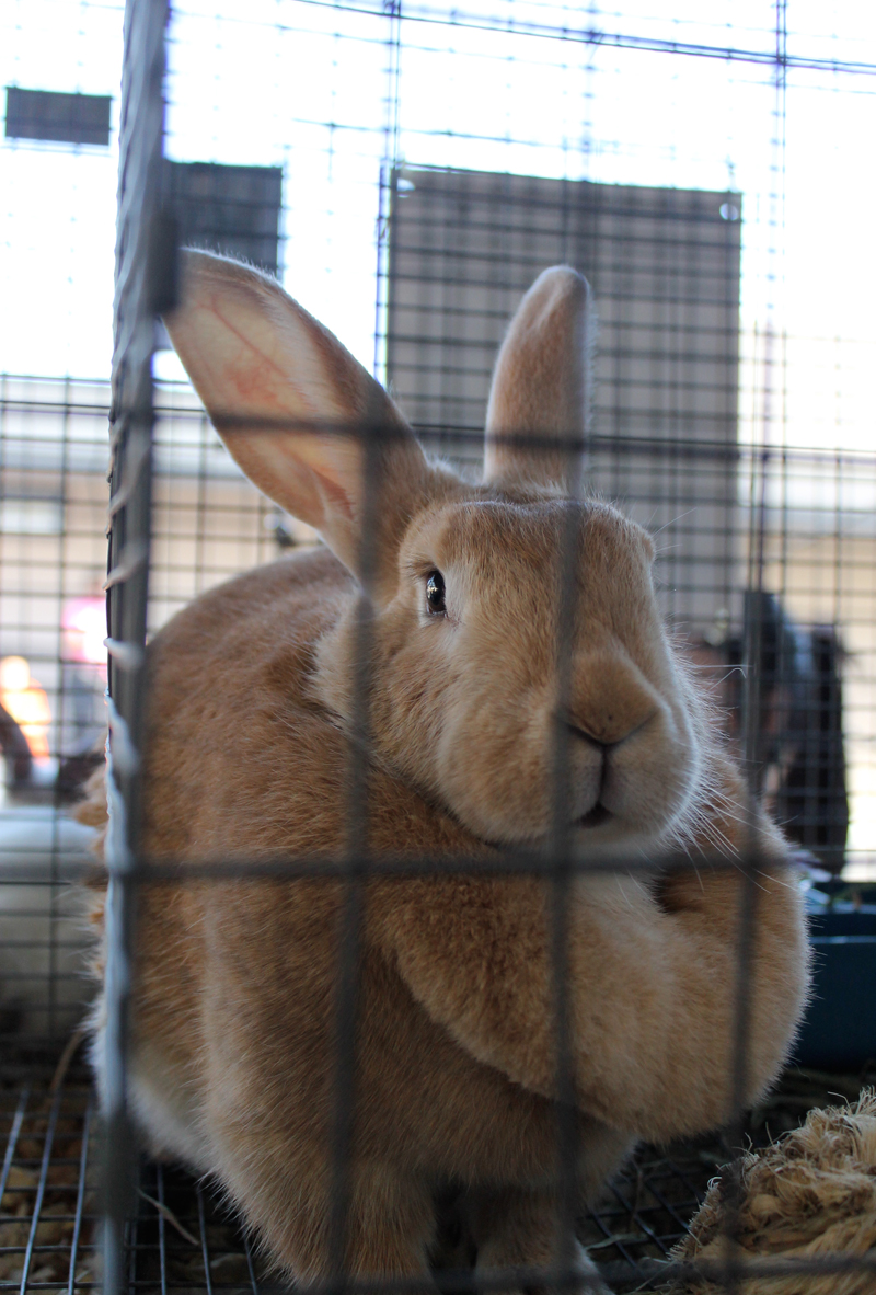 San Mateo County Fair 2014