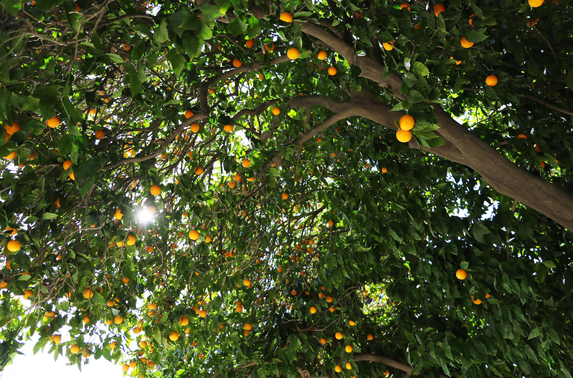 California_State_Capitol