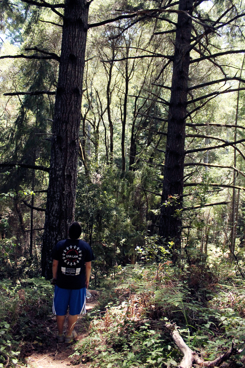 Portola Redwoods State Park