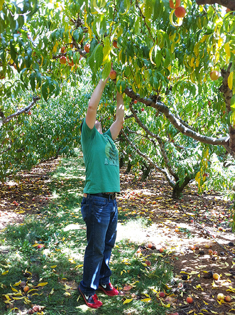 Chiles Peach Orchard