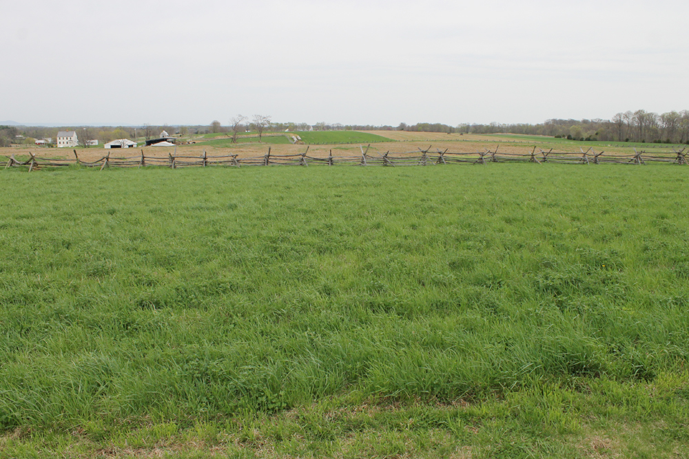 antietam_battlefield_cornfield