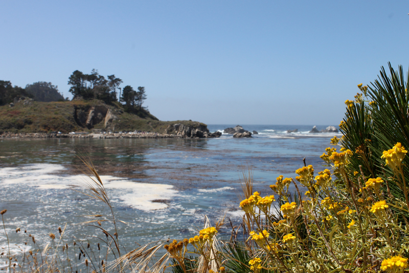 Point Lobos - Wildflowers