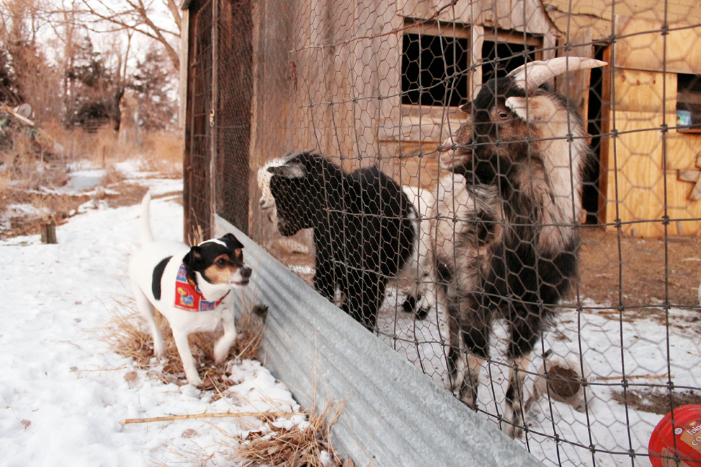 2015_Longaway_farm_Gavin_goats