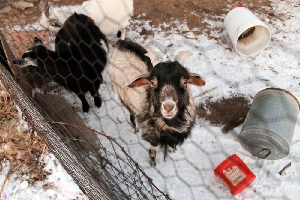 2015_Longaway_farm_goat