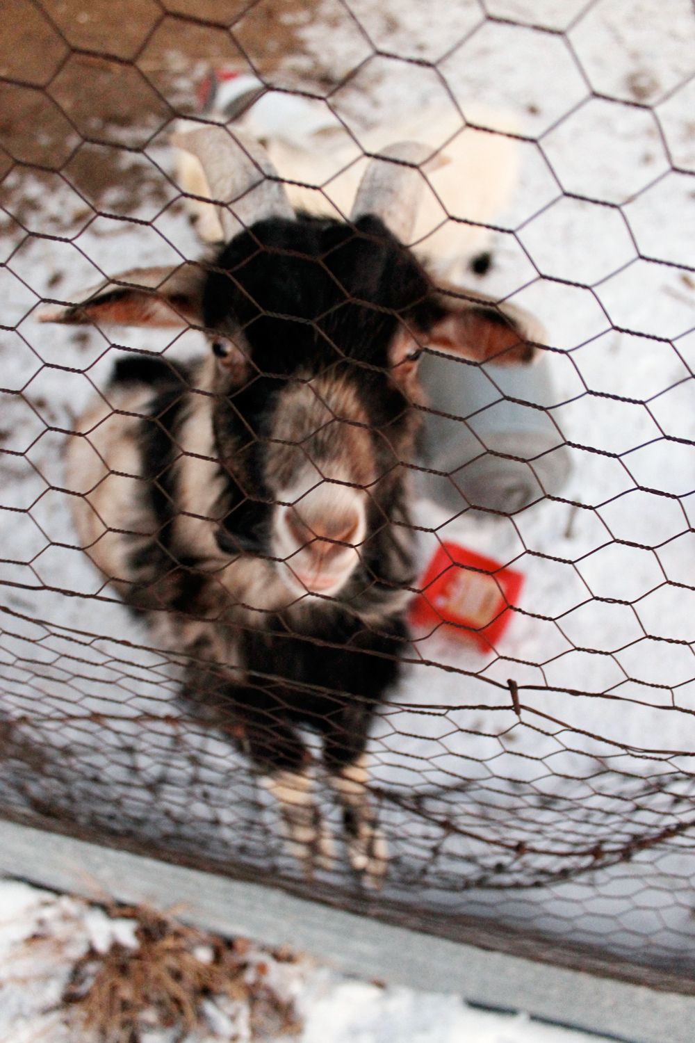 2015_Longaway_farm_goat