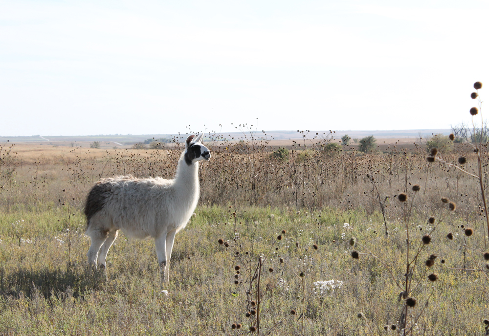 llama_drama