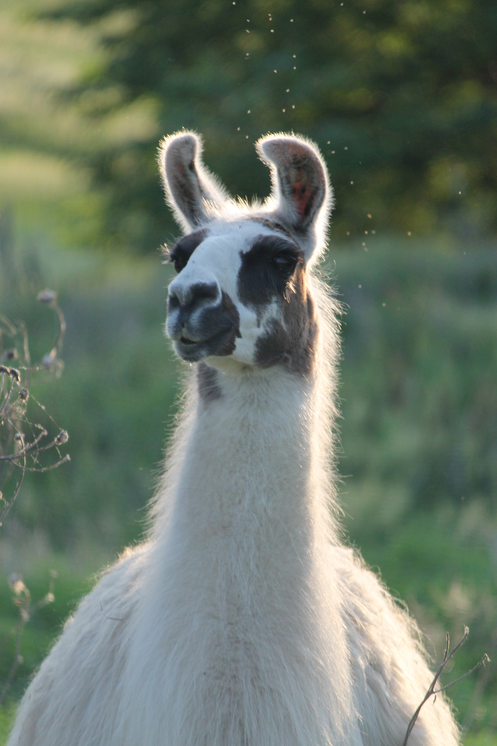 llama_drama