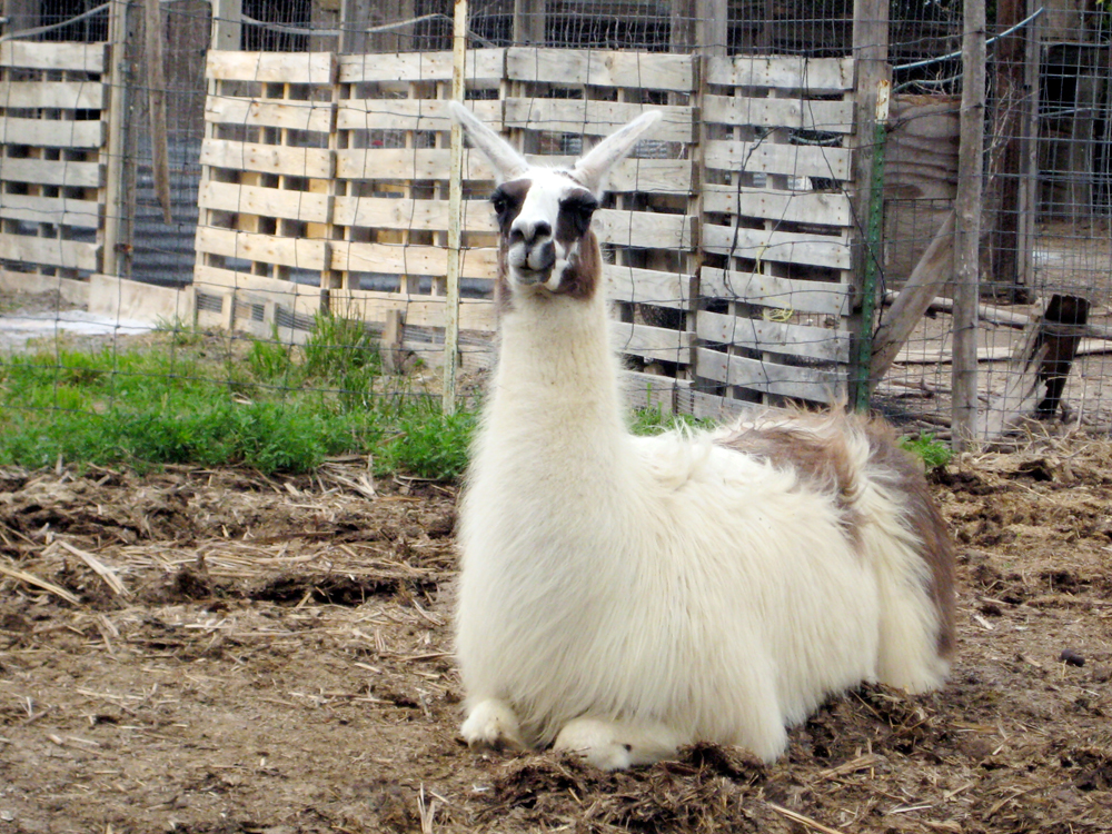 llama_drama