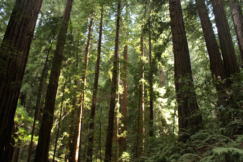 Muir Woods National Monument