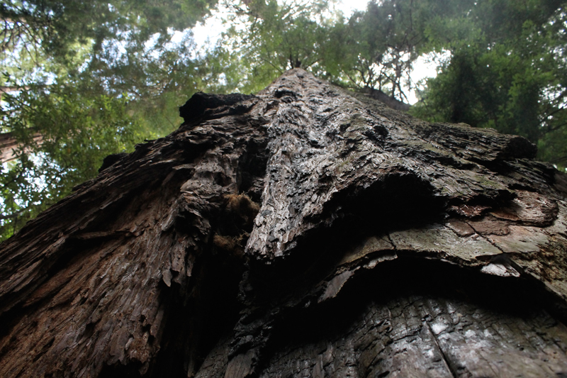 Muir Woods National Monument