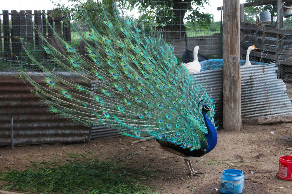 longaway_farm_peacock