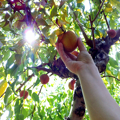 Chiles Peach Orchard