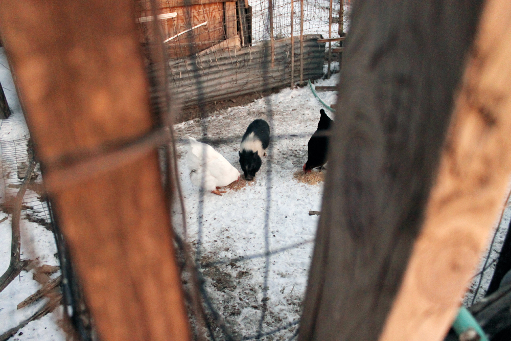 2015_Longaway_farm_pigs_chicken