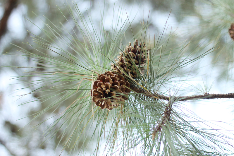 Nature Walk at the Park