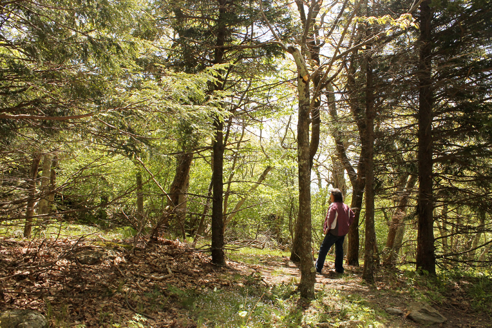 stony_man_mountain_hike