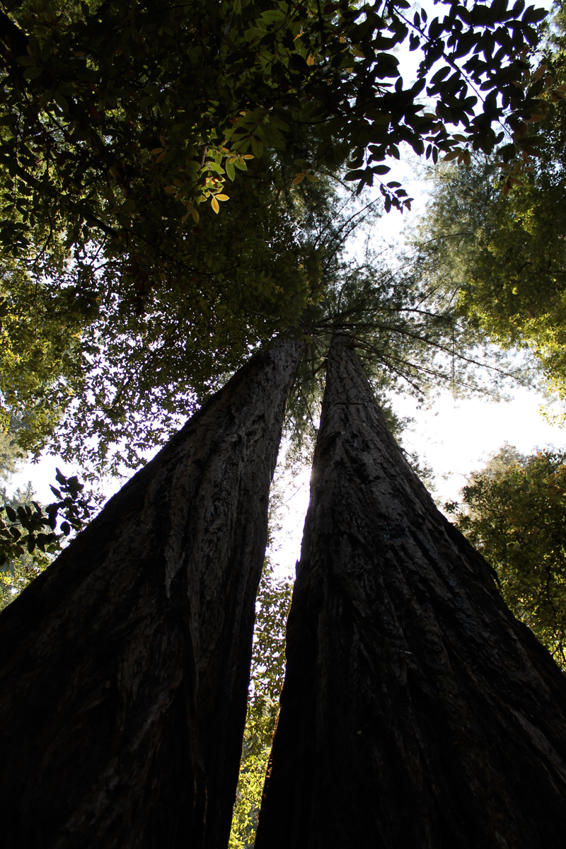 Portola Redwoods State Park