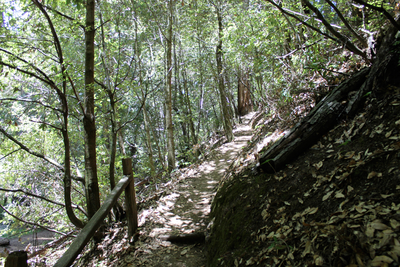 Portola Redwoods State Park