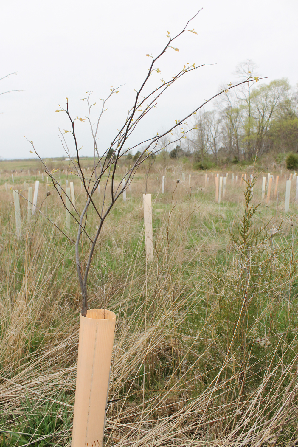 antietam_battlefield_tree_planting