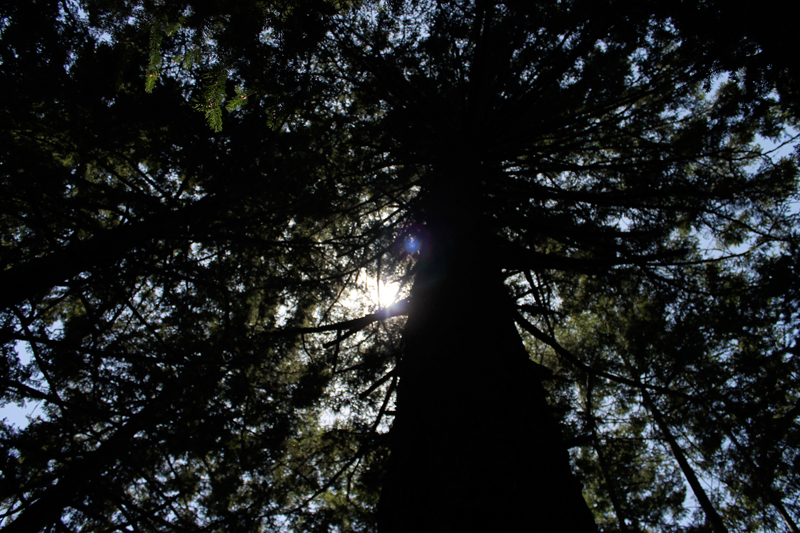 Portola Redwoods State Park