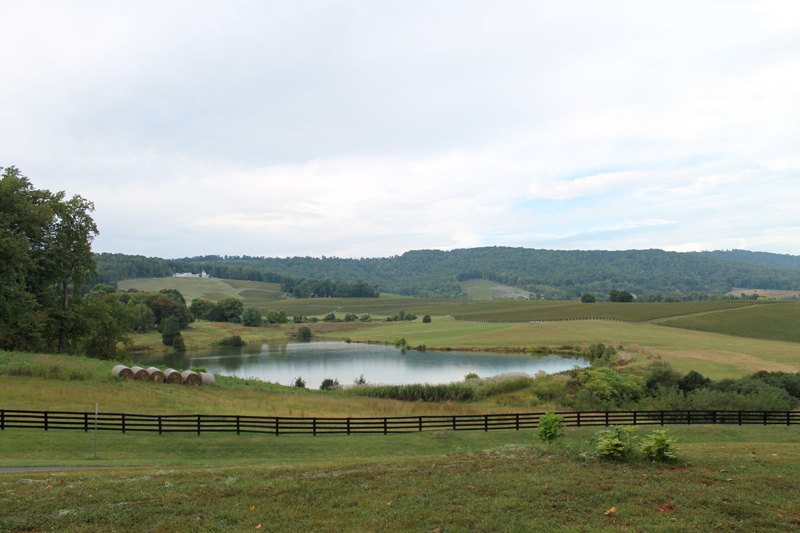 Trump Winery view