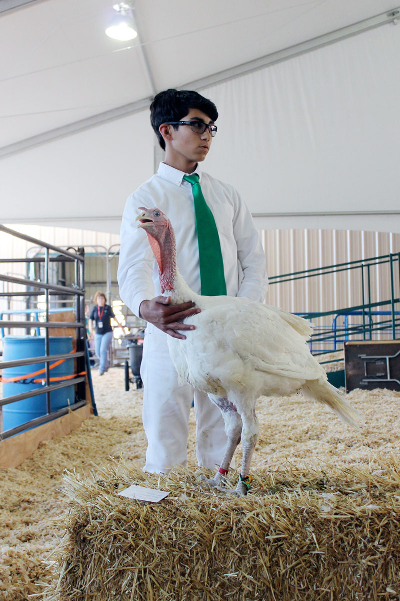 San Mateo County Fair 2014