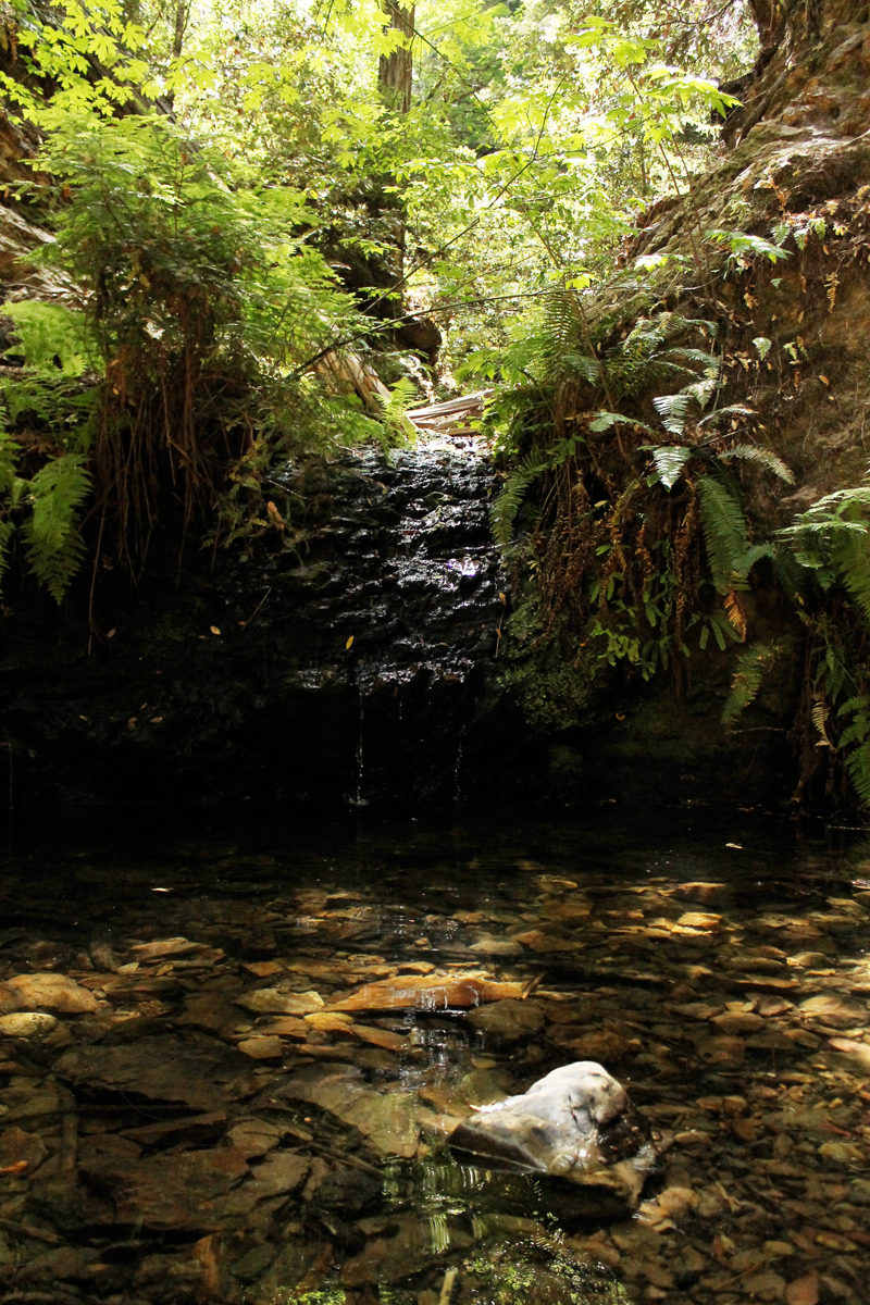 Portola Redwoods State Park