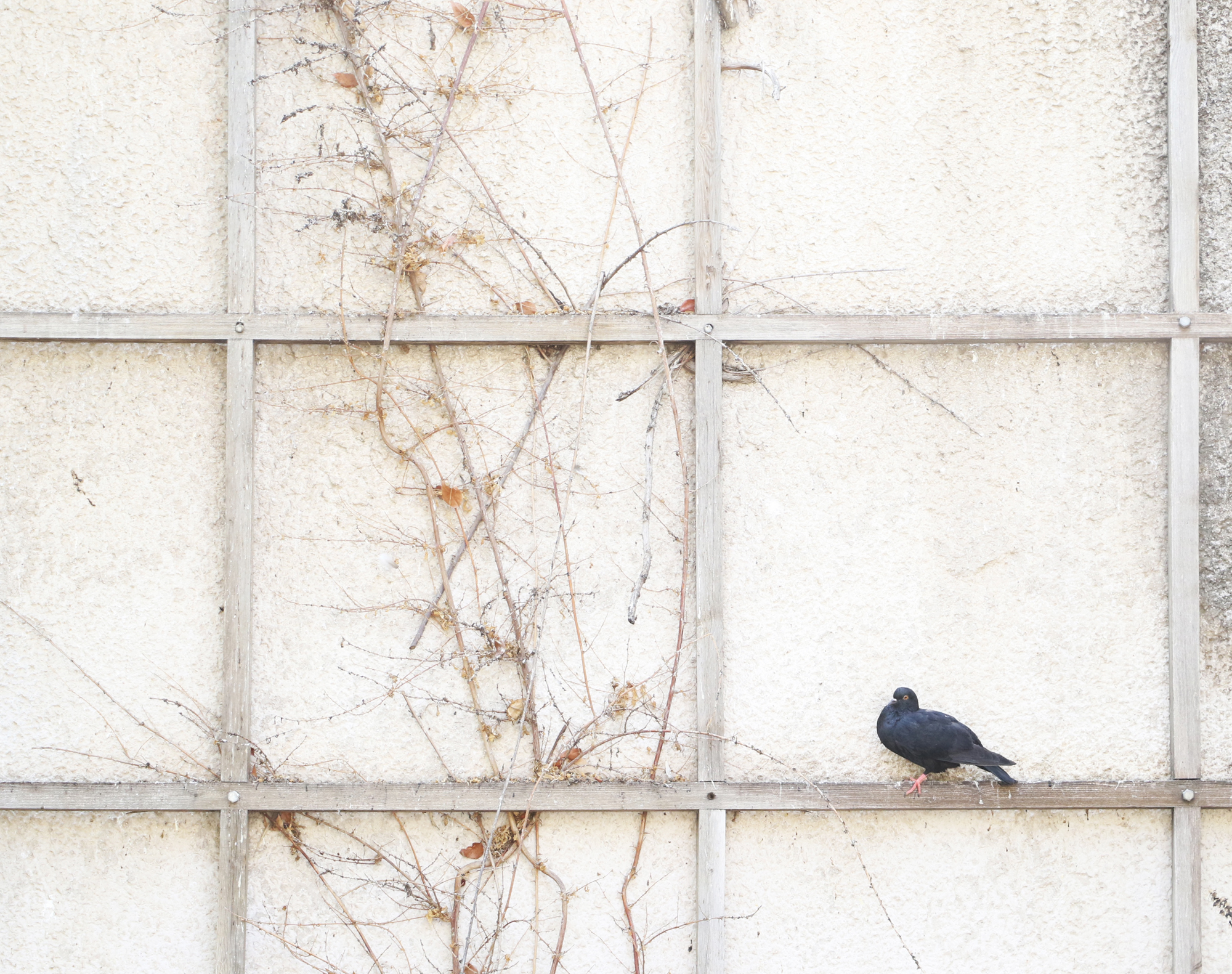 athens_greece_bird